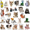 stickers with kitty memes