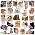 stickers with kitty memes