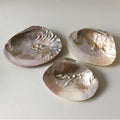natural seashell coquette and vanilla girl aesthetic jewelry tray desk organizer