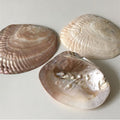 natural seashell coquette and vanilla girl aesthetic jewelry tray desk organizer