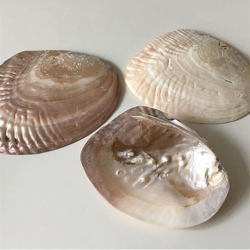 natural seashell coquette and vanilla girl aesthetic jewelry tray desk organizer