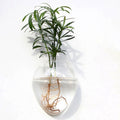 Glass Wall Hanging Flower Vase Ball Terrarium Fish Tank Plant Aquarium Container Transparent Planter Pots aesthetic decor roomtery