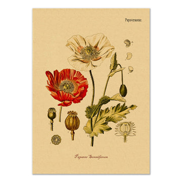 Poppy Flower Kraft Paper Poster