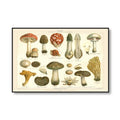 vintage cottagecore aesthetic botanical mushrooms print canvas posters roomtery