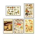 vintage cottagecore aesthetic botanical mushrooms print canvas posters roomtery