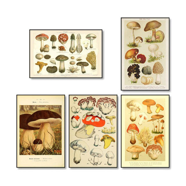 vintage cottagecore aesthetic botanical mushrooms print canvas posters roomtery