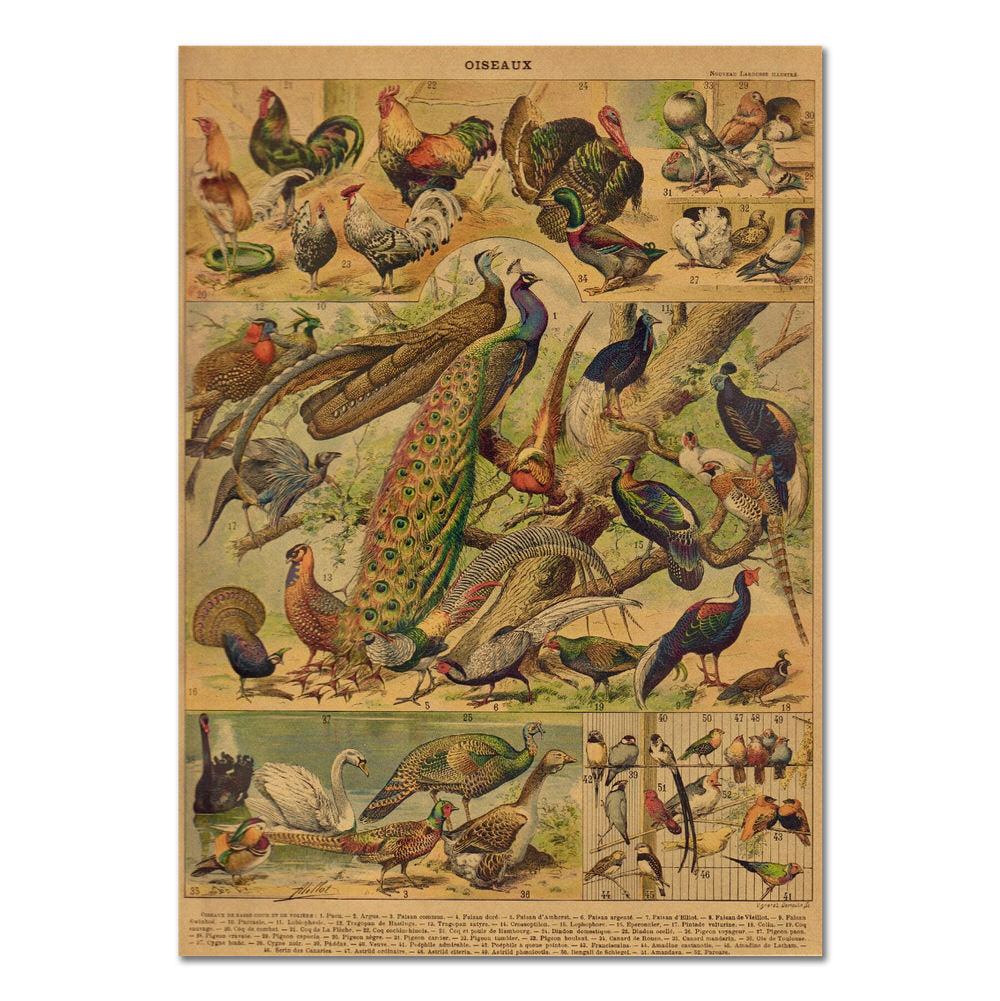 birds aesthetic vintage retro poster kraft paper roomtery