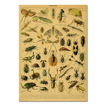 Insects Vintage Kraft Paper Poster