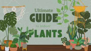 The Ultimate Indoor Plant Guide for Every Level