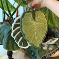 Leaf-shaped tufted hanging hand towel in green botanical designs with textured veins and hanging loop, shown in multiple tropical leaf styles and sizes.