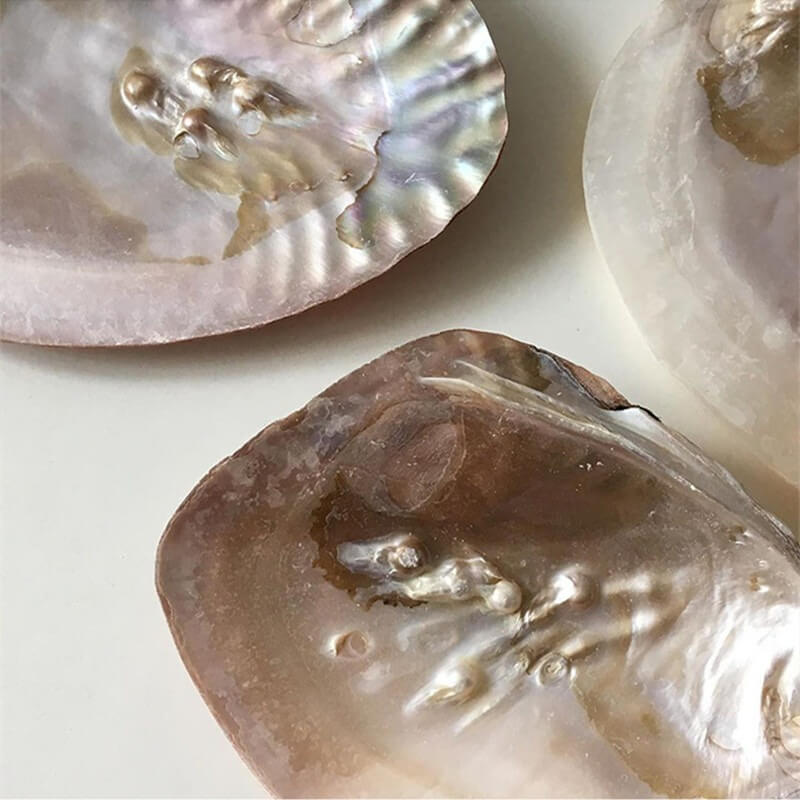 natural seashell coquette and vanilla girl aesthetic jewelry tray desk organizer