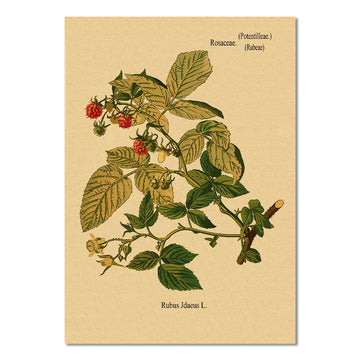 raspberry bush print kraft paper poster roomtery