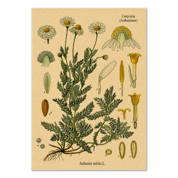 chamomile flower vintage botanical aestheic kraft paper poster wall print roomtery