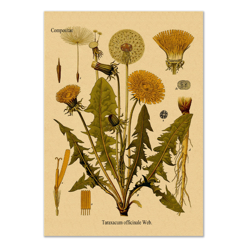 dandelion flower botanical print kraft paper poster roomtery
