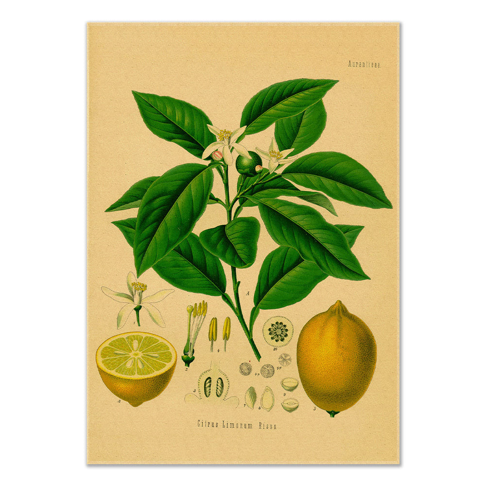 lemon tree vintage botanical aestheic kraft paper poster wall print roomtery