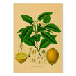 Lemon Tree Kraft Paper Poster
