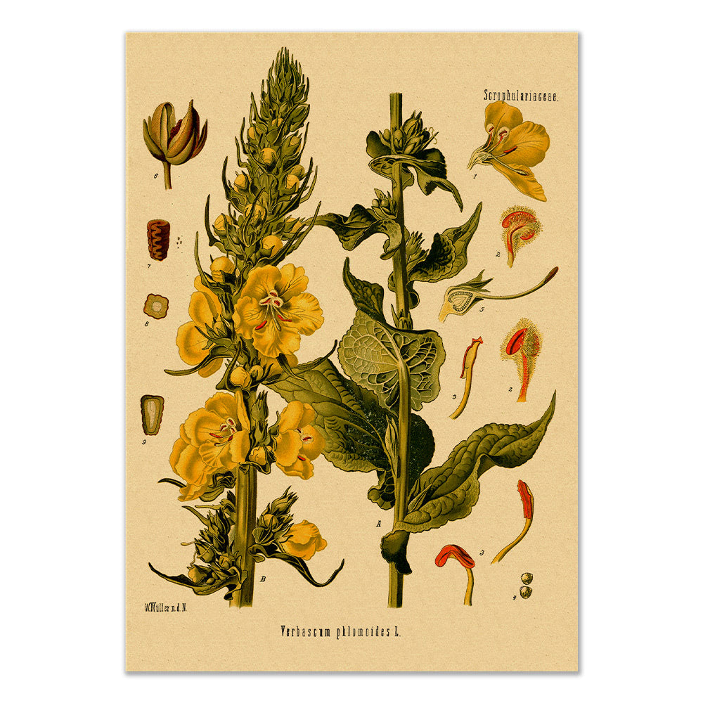 orange mullein vintage botanical aestheic kraft paper poster wall print roomtery