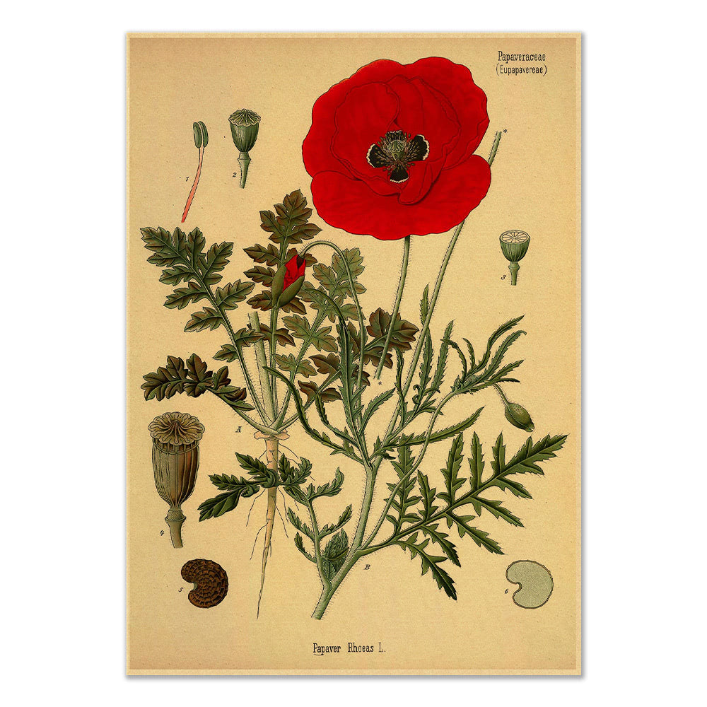 poppy flower floral aesthetic botanical kraft paper poster print roomtery