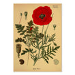 Poppy Flower Kraft Paper Poster