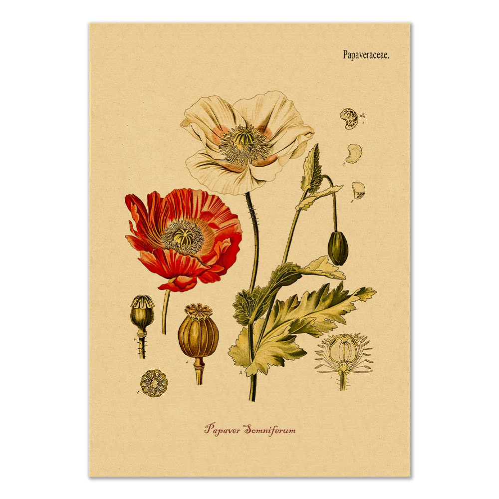 poppy flower floral aesthetic botanical kraft paper poster print roomtery