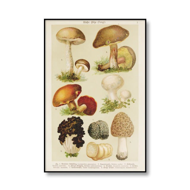 vintage cottagecore aesthetic botanical mushrooms print canvas posters roomtery