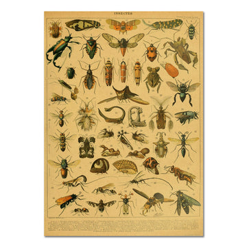 Insects Vintage Kraft Paper Poster