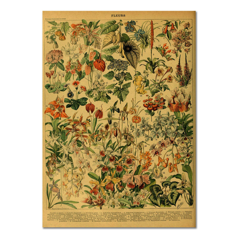 flowers vintage botanical floral retro poster cottagecore aesthetic roomtery