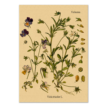 wild pansy flower botanical aestheic kraft paper poster wall print roomtery