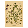 Wild Pansy Flower Kraft Paper Poster